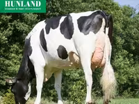 Vaca, Raza Holstein — foto 5
