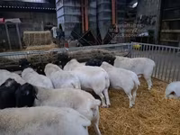كبش, Dorper sheep — الصورة 3