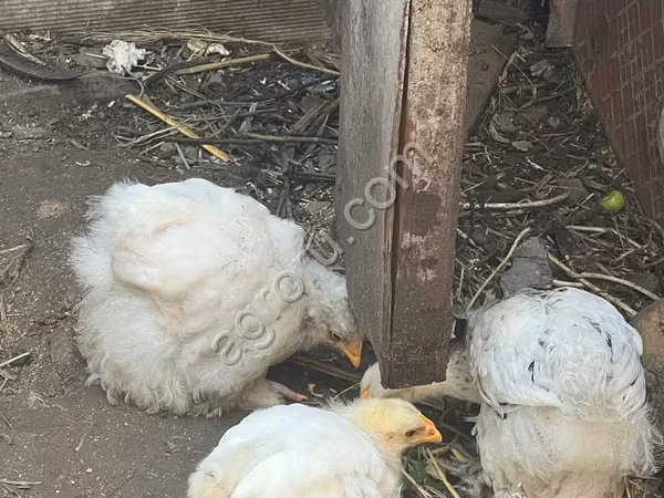 كوشين — روسيا
