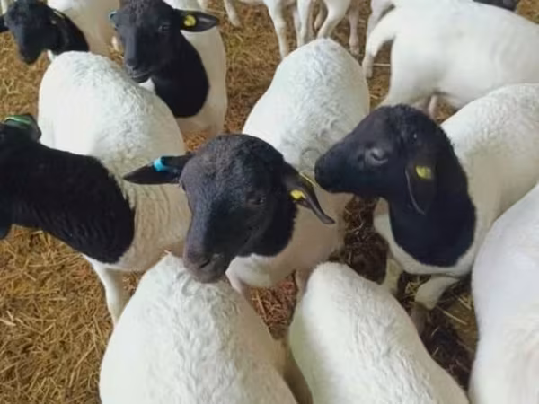 نعجة, Dorper sheep
