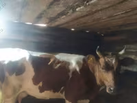 Үнээ, Simmental cattle — 2 зураг