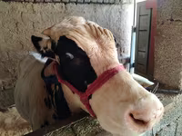 公牛, Russian Black pied cattle — 照片 3