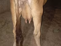 母牛, Ukrainian Brown Dairy Cattle — 照片 2