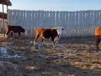 Cow, Russian Black pied cattle — photo 3