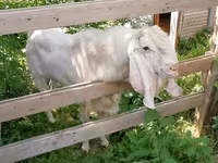عنزة, Nubian Goat — الصورة 8