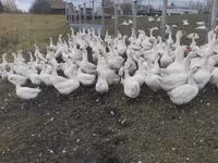 Geese — Foto 6