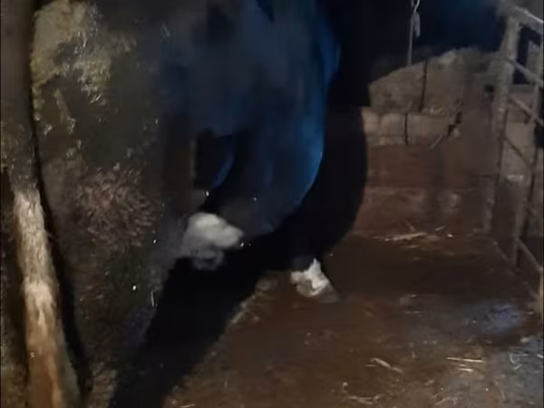 Bull, Cattle