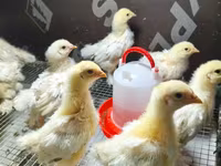 Brahma — Foto 3