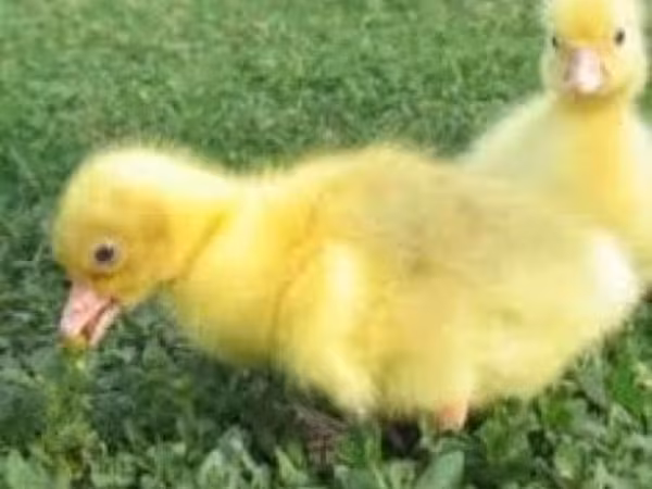Geese — Орос