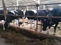 Kuh, Holstein-Rasse — Foto 3