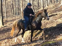 Hengst, Rocky Mountain Horse — Foto 1