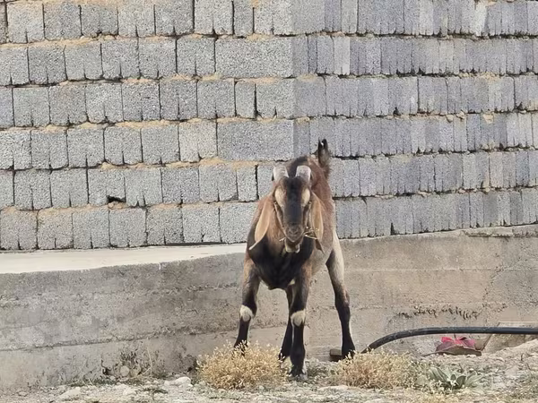 Cabro, Nubian Goat