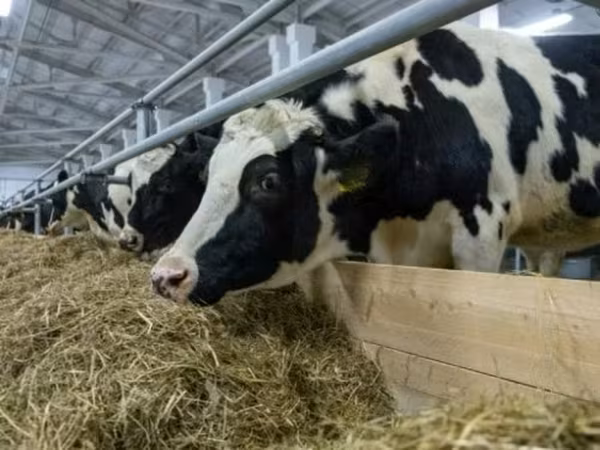 Kuh, Russian Black pied cattle