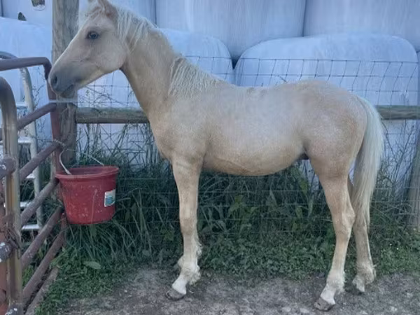 घोड़ा, Palomino