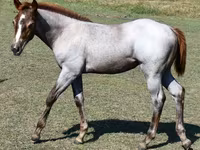 घोड़ी, Quarter Horse — फ़ोटो 8