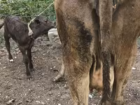 Vaca, Simmental cattle — foto 4