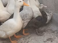 Домашняя мушка — фото 4