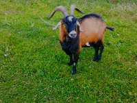 Cabro, Czech Brown Shorthaired goats — foto 2
