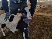Carnero, Baerchuke sheep — foto 1