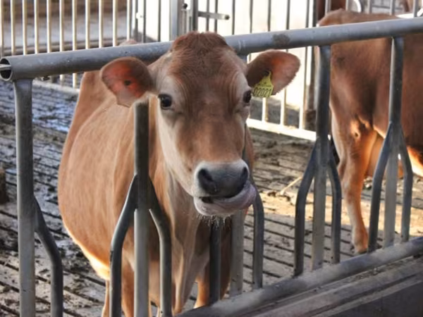 Kuh, Holstein-Rasse — Russland