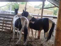 Адуу, French Trotter — 3 зураг
