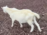 Cabro, Saanen goat — foto 3
