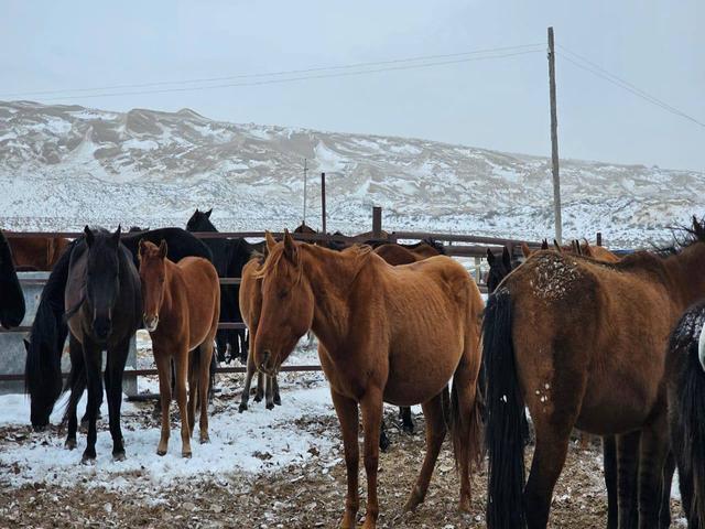 Adaev horse