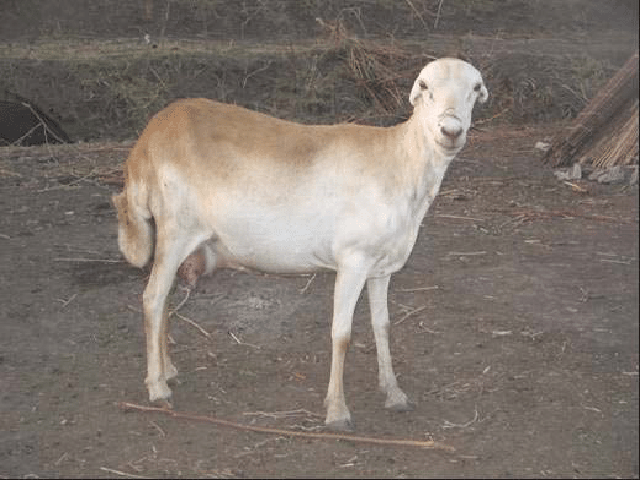 Adal sheep