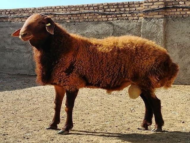 Afshari sheep