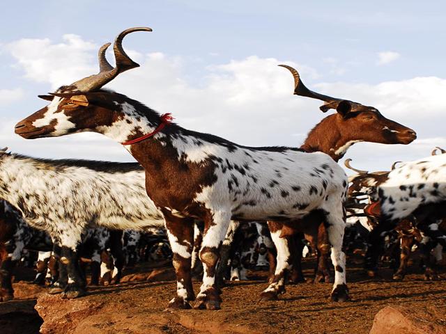 Algarvia goat