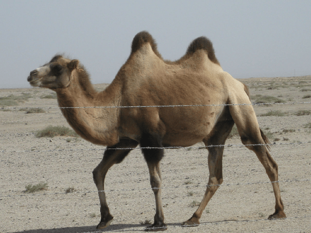 Alxa camel