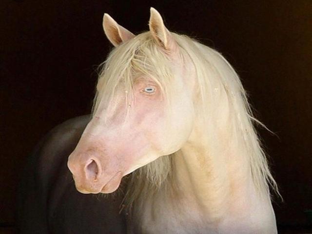 American Albino