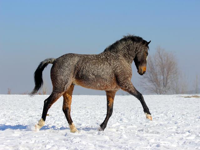 American Bashkir Curly