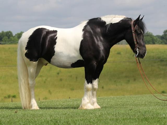 American Drum Horse