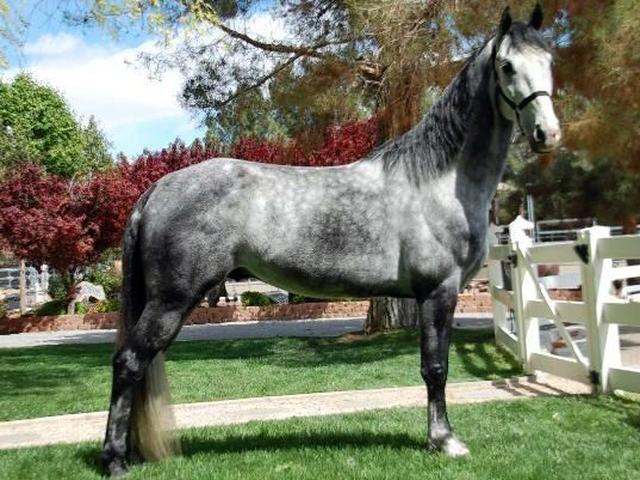 American Walking Pony