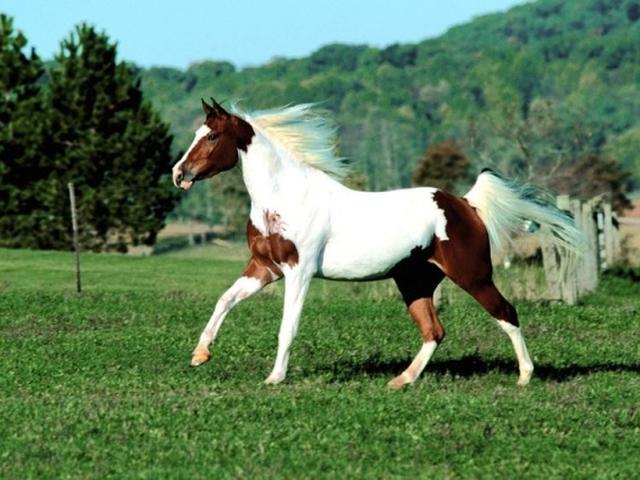 American paint horse