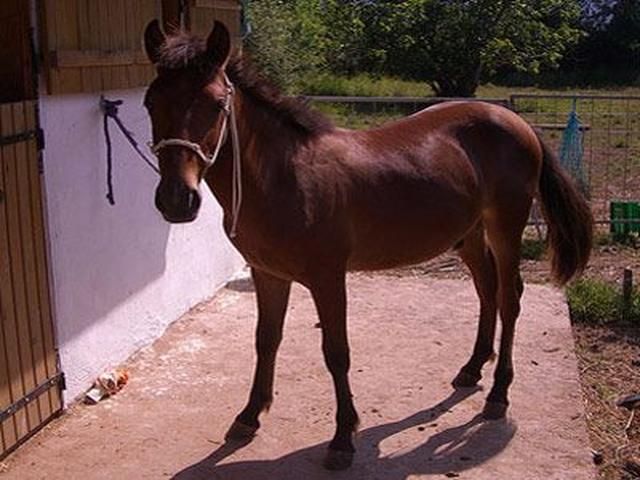 Anadolu Pony