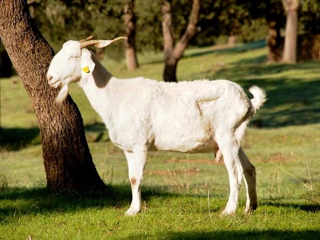 Andalusian White goat