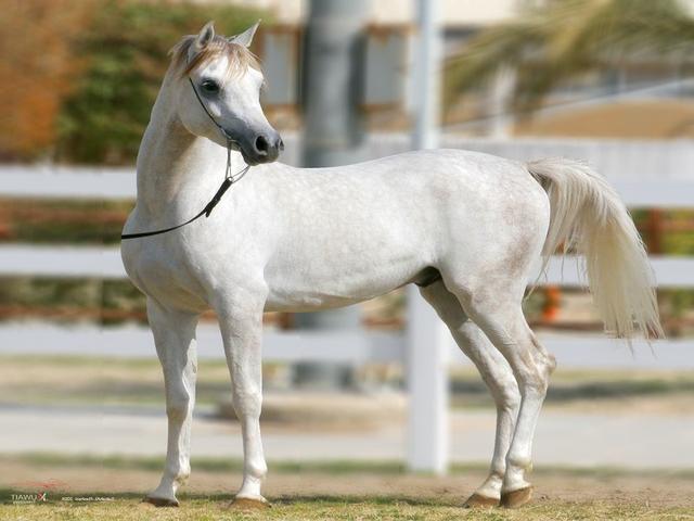 Arabian horse
