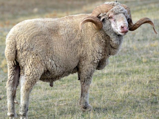 Arkhar-Merino sheep