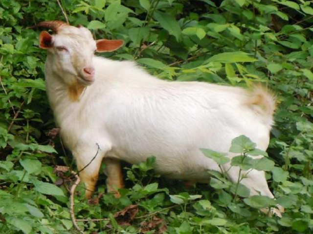 Assam-hill goat