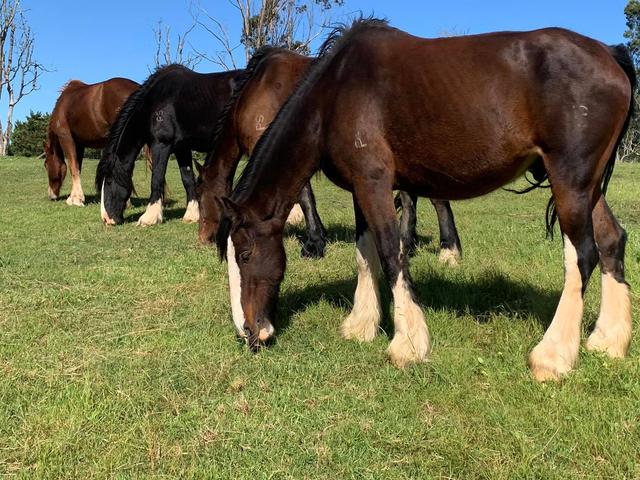 Australian heavy horse