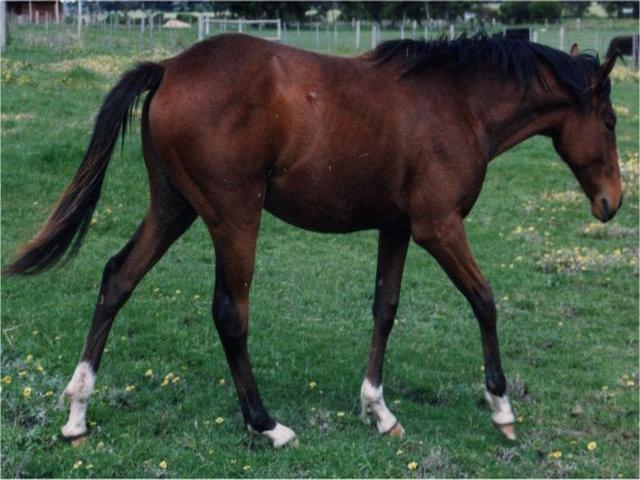 Australian stock horse