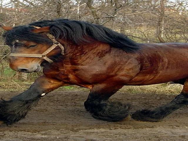 Auxois horse