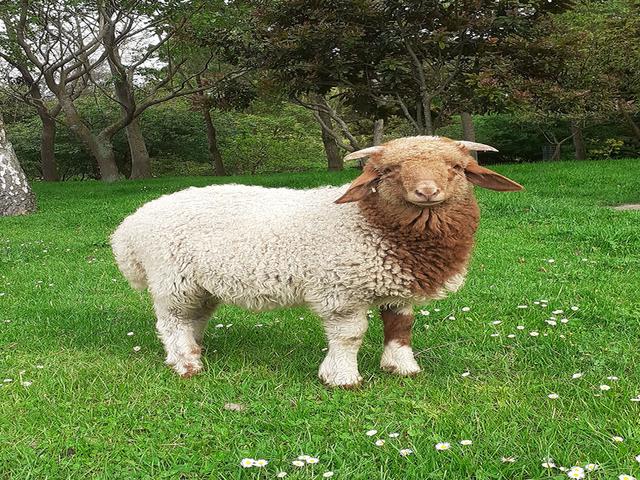 Awassi sheep