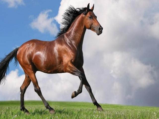 Azerbaijan horse