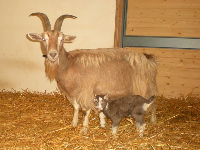 Bіоnda dell’adamello goats