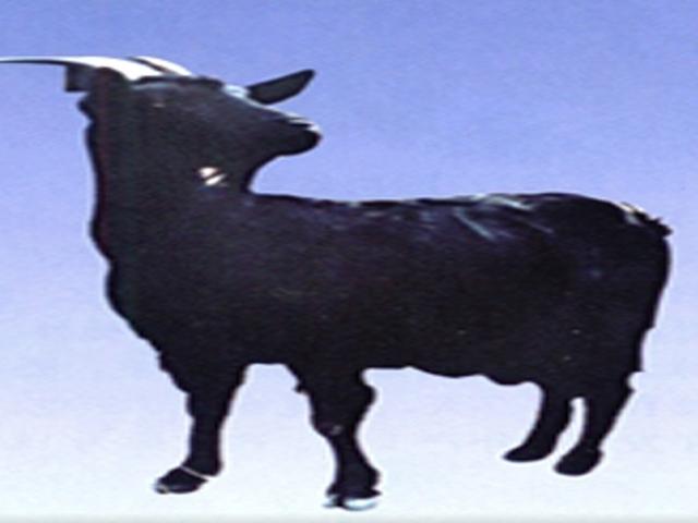 Baiyu Black goat