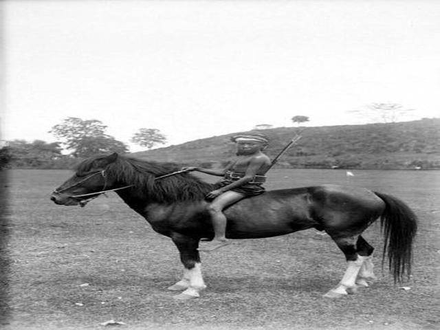 Bali pony