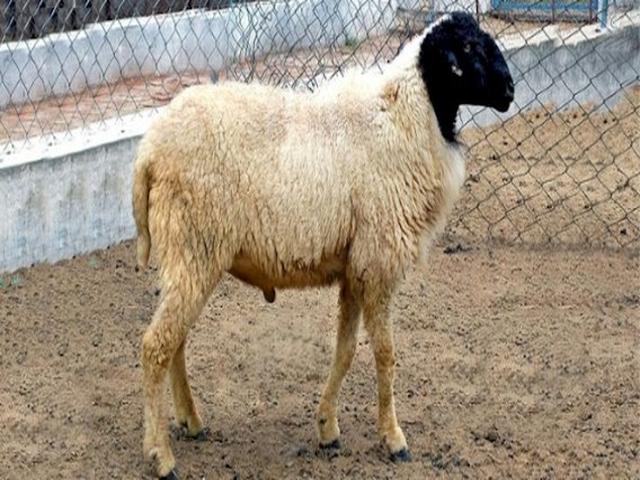 Baluchi sheep